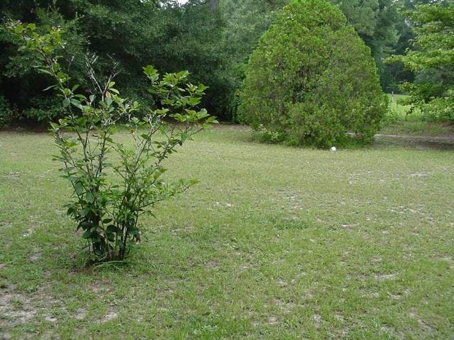 garden and home snap shots popular vegetation for june weddings