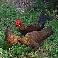 Ocala Rural King Farm Swap
