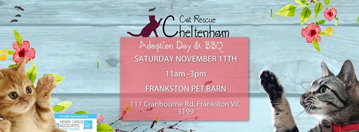 Cheltenham Cat Rescue Adoption Day Pet Barn Frankston At