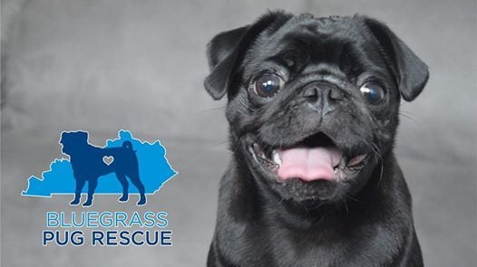 Bluegrass Pug Rescue Meet Greet At Feeders Supply Middletown
