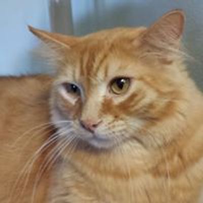 Cat Haven Rescue Inc.