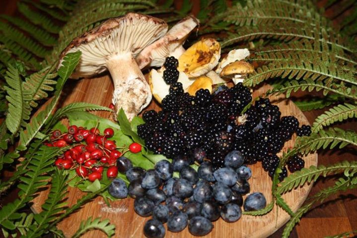 wild food wild medicine