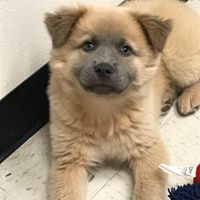 Randalls Rescue