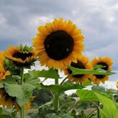 Tangerini's Spring Street Farm