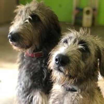 Top Dog's Mutt-e-Ssori