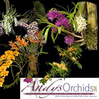 Andy's Orchids
