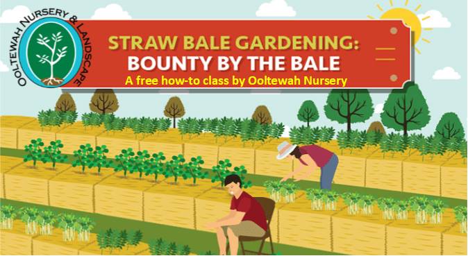 straw bale gardening workshop