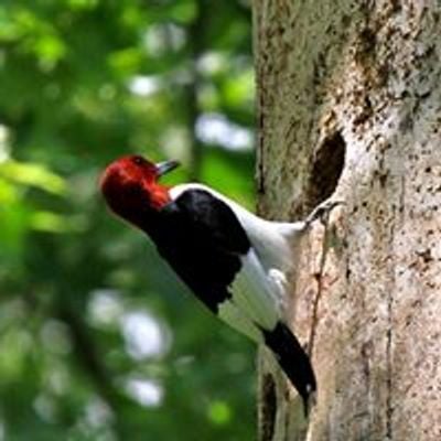 Williamsburg Bird Club