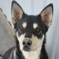 Humane Society Yukon