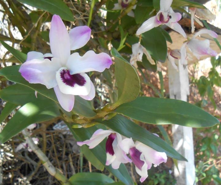 Resultado de imagem para Caminho das Orquídeas