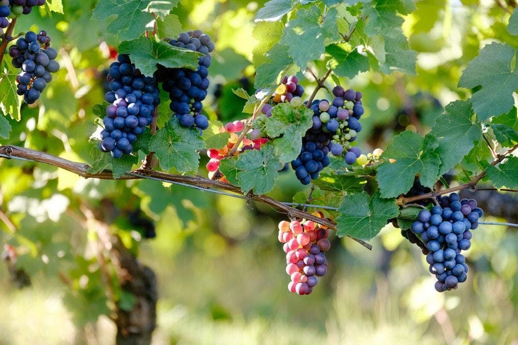 Oenofrance Usa Pre Harvest Technical Meeting Sierra Foothills At