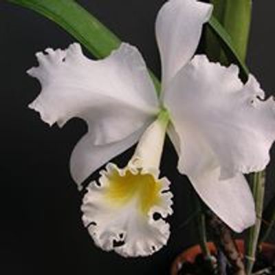 Orchid Society of the Palm Beaches