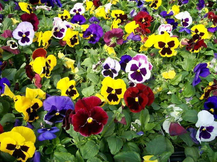 pansy planting weekend at haentze floral co fond du lac haentzes floral
