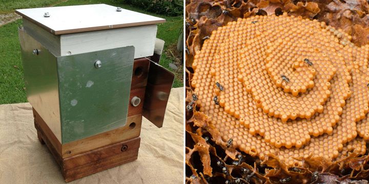 Building a Buzzworthy Haven: A Comprehensive Guide to Creating a Native Bee Hive