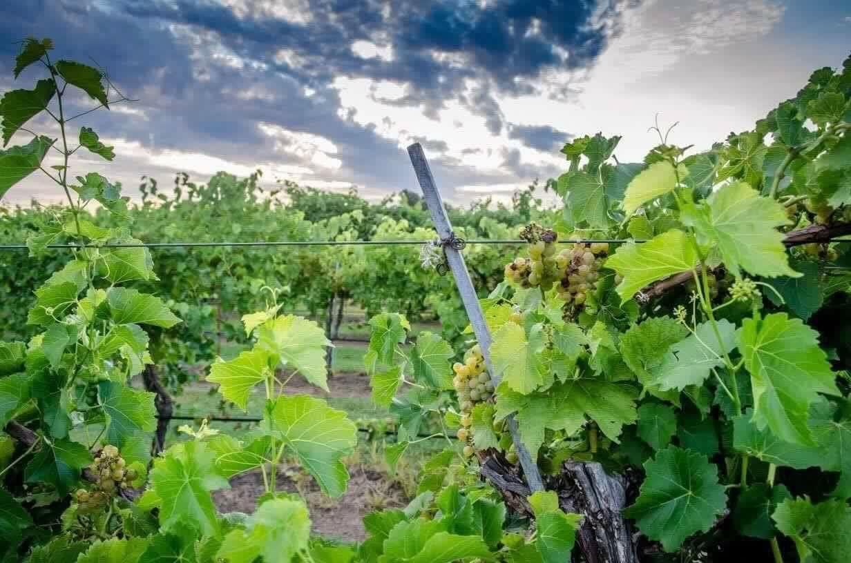 vineyard pruning 101 start your own vineyard at canadian river start a vinyard