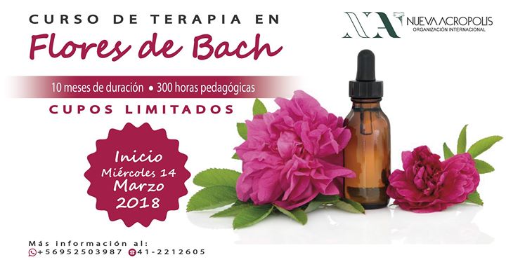 De temuco flores bach