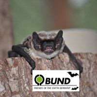 AG Fledermäuse BUND Region Hannover Bat Team FOE Hannover Germany