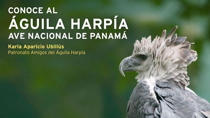 Ave Nacional De Panama Y Su Significado