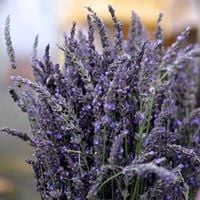 Lavender Festival