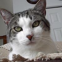 Attendee