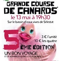 Grande course de canards
