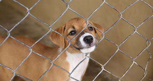 Bullitt County Animal Shelter Adoptions At Feeders Supply