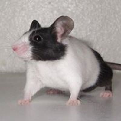 National Mouse Club