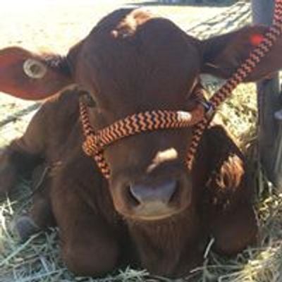 Gatton Show Stud Beef Cattle Section