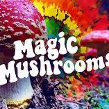Magic Mushrooms Kenya - Psilocybin
