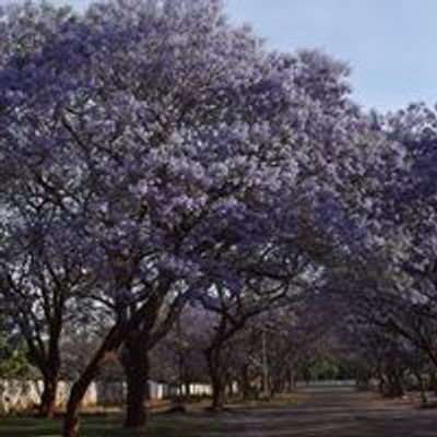 Bulawayo Squash Clubs