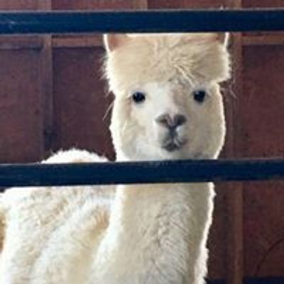 Humming Star Alpacas