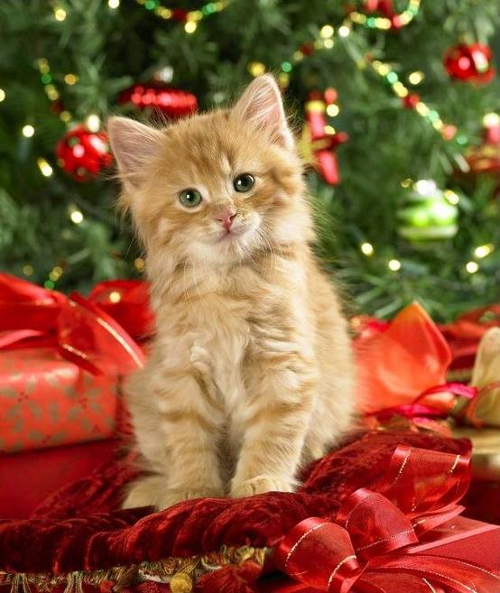 Christmas Craft Fair at Cats Protection Belfast Adoption Centre, Belfast