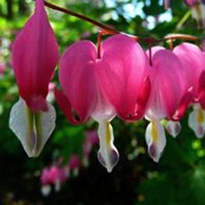 Cannington Horticultural Society
