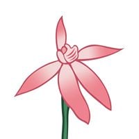 Orchid Society of Canberra