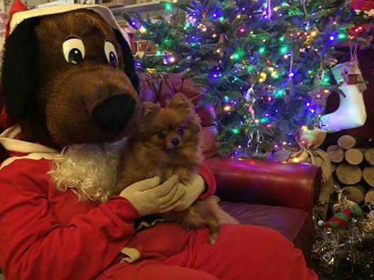 Santa Paws At The Dog Barn St Helens
