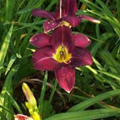 Tina's Daylilies