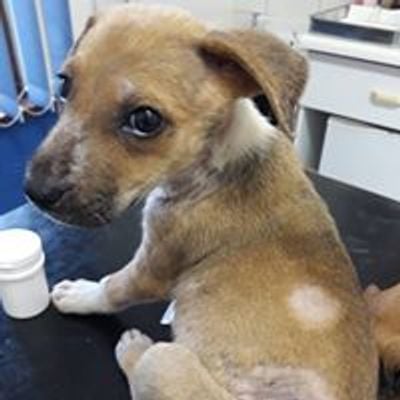 Paw Prints Rescue and Rehoming - NPC 2018/554039/08