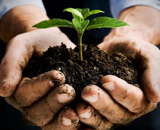 Building Healthy Soil Marin Master Gardeners At San Rafael Public