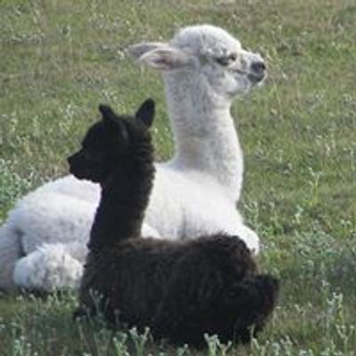 Burnt Fen Alpacas