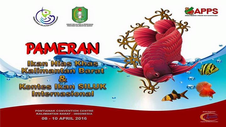 Kontes Ikan Siluk Arowana Dan Pameran Ikan Hias Pontianak