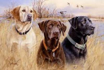 Free real amateur cumshots Waterloo amateur retriever club