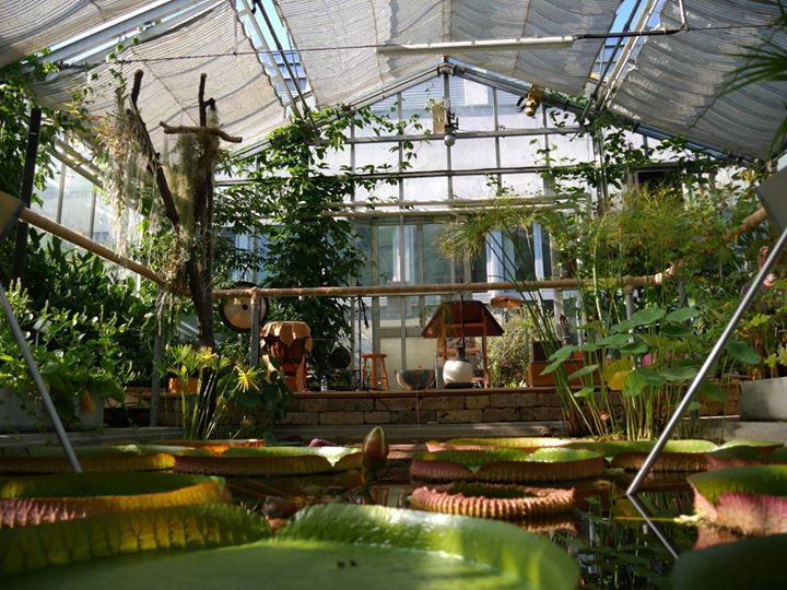 Kultur Im Glashaus Musik Fur Die Riesenseerose At Botanischer