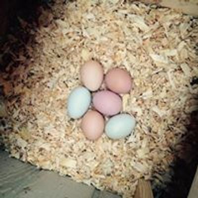 Fruit of the Coop