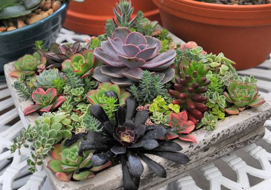 fun with succulents at haentze floral co fond du lac haentzes floral