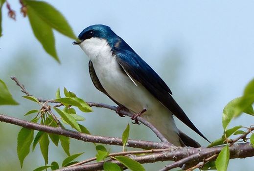 Bird Walk Supporting The Great Backyard Bird Count At Wellfield
