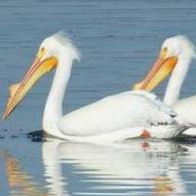 Lake Cook Audubon