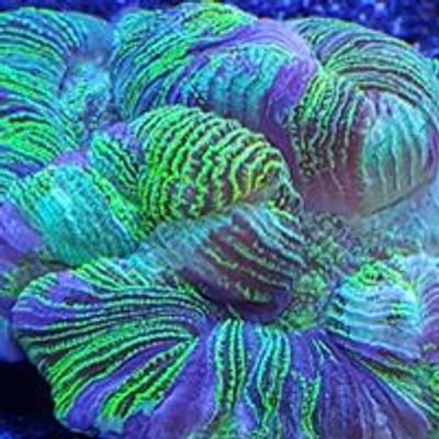 Coral Connection of Sarasota