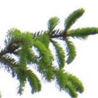 Tonergarden