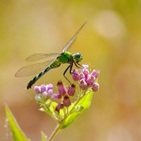 Fairfield Lake State Park - Texas Parks and Wildlife