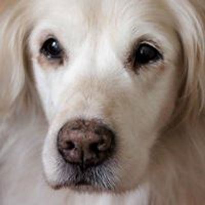 Golden Retriever Freunde in Deutschland